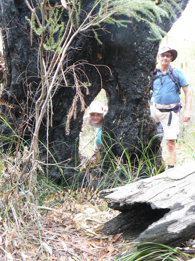 13 Thru the tree