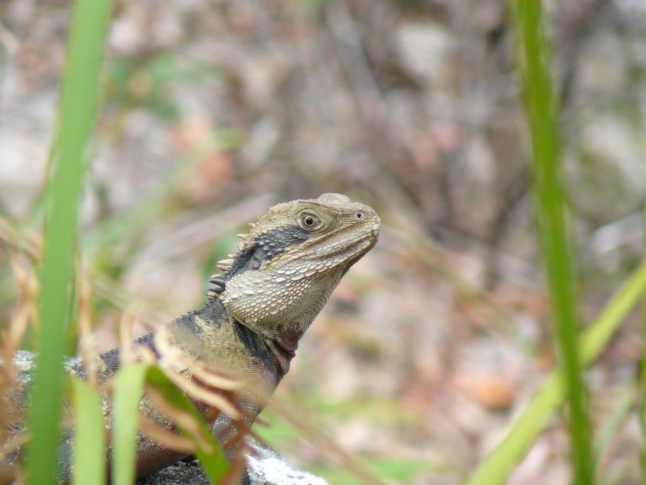 33 Dragon
